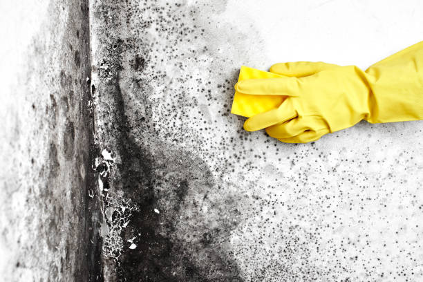 Professional Mold Removal in Lafayette, CO