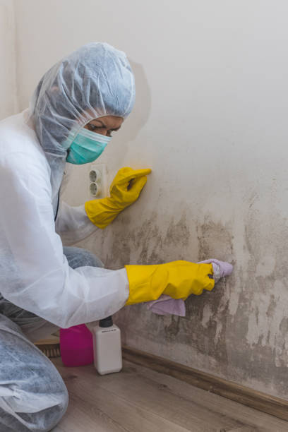 Best Mold Remediation for Healthcare Facilities  in Lafayette, CO