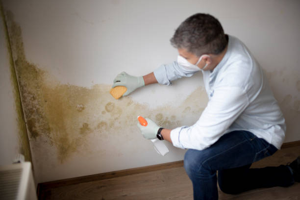 Reliable Lafayette, CO Mold Removal Solutions