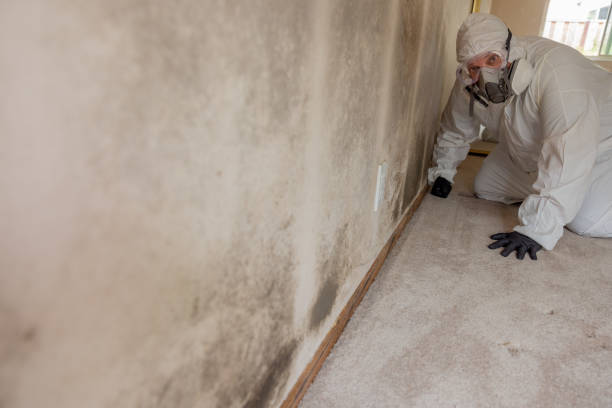 Environmental Consulting for Mold Prevention in Lafayette, CO
